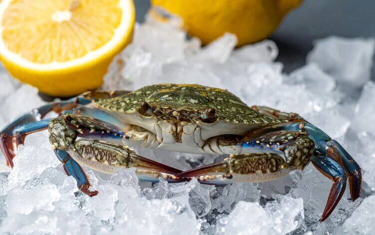 Granchio blu su ghiaccio in primo piano