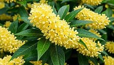 Osmanto: profumo gentile tra Oriente e Occidente Osmanto: profumo gentile tra Oriente e Occidente