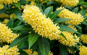 Osmanto: profumo gentile tra Oriente e Occidente Osmanto: profumo gentile tra Oriente e Occidente