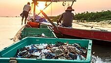 Granchio blu: dal mare al paté per gatti, filiera veneta