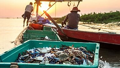 Peschereccio nel Delta del Po con cassette di granchio blu