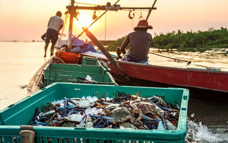 Granchio blu: dal mare al paté per gatti, filiera veneta Peschereccio nel Delta del Po con cassette di granchio blu