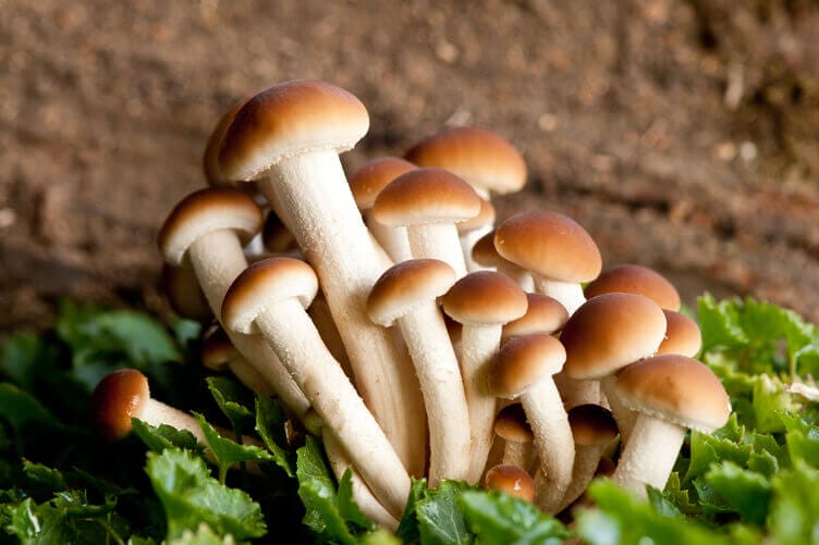 funghi chiodini o pioppini funghi chiodini pioppini