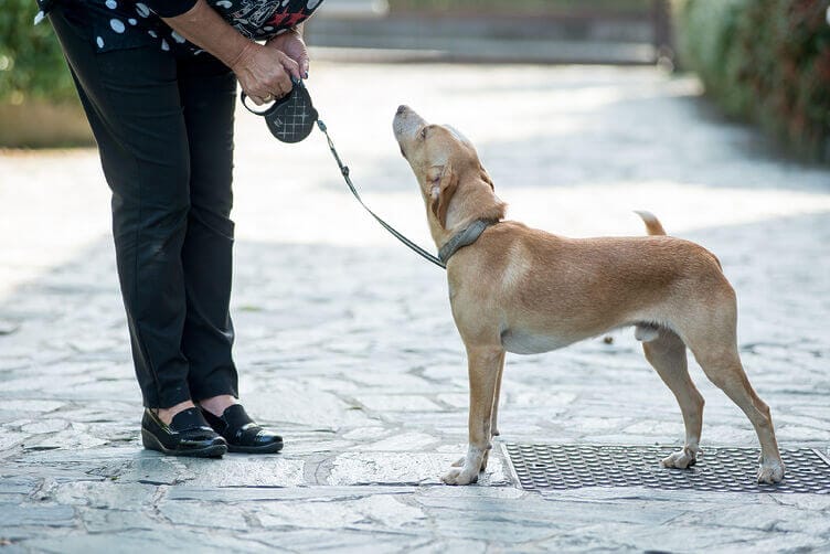 Accessori e guinzaglieria Accessori e guinzaglieria