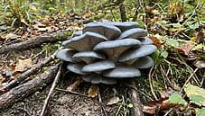 Funghi ostrica blu: la guida completa tra gusto e salute Funghi ostrica blu: la guida completa tra gusto e salute