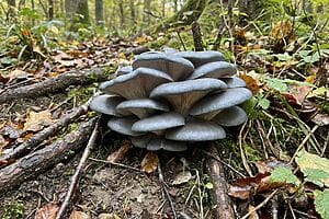 Funghi ostrica blu: la guida completa tra gusto e salute Funghi ostrica blu: la guida completa tra gusto e salute