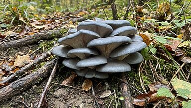 Funghi ostrica blu nel bosco