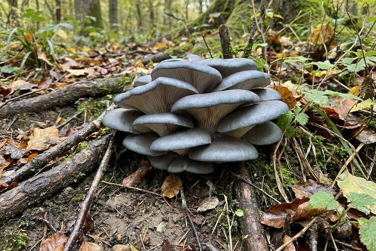 Funghi ostrica blu: la guida completa tra gusto e salute Funghi ostrica blu nel bosco