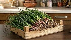 come cucinare gli agretti o