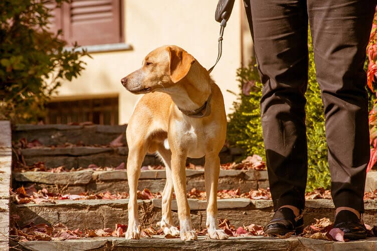 gli animali possono essere allergici al nichel