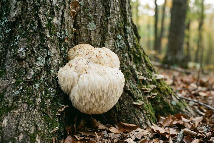 lion's mane