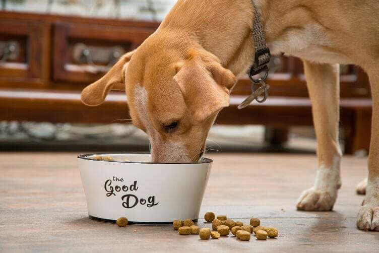 nichel e animali domestici nichel e animali domestici