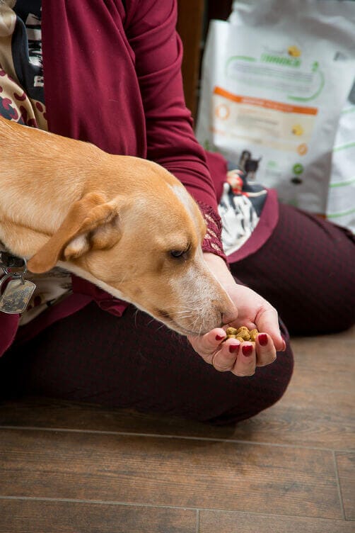 nichel e animali domestici