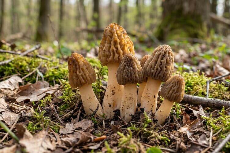 Spugnole: funghi di primavera da cucinare con cautela Gruppo di spugnole commestibili nel bosco in primavera