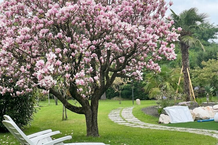 magnolia in fiore